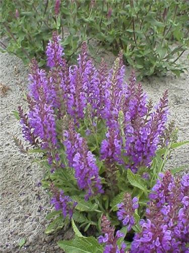 Salvia nemorosa ´Rügen´