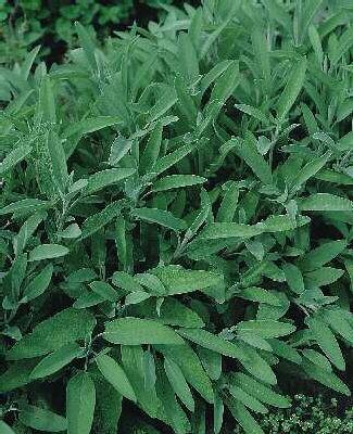 Salvia officinalis