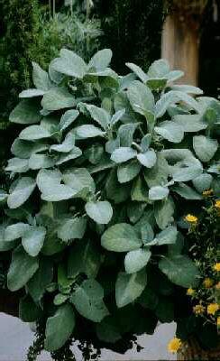 Salvia officinalis ´Berggarten´