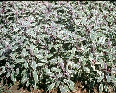 Salvia officinalis ´Tricolor´