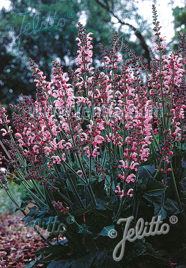 Salvia pratensis ´Rose Rhapsody´