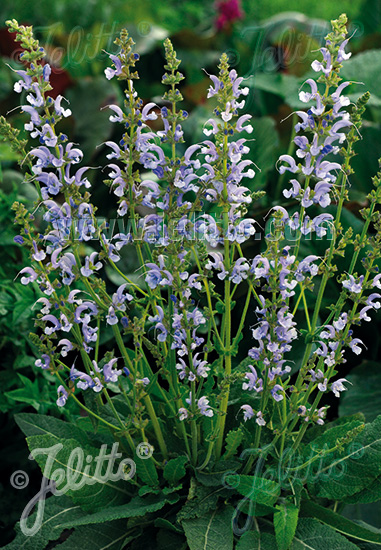 Salvia pratensis ´Sky Dance´