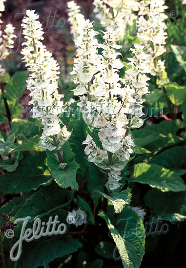 Salvia sclarea ´Vatican White´