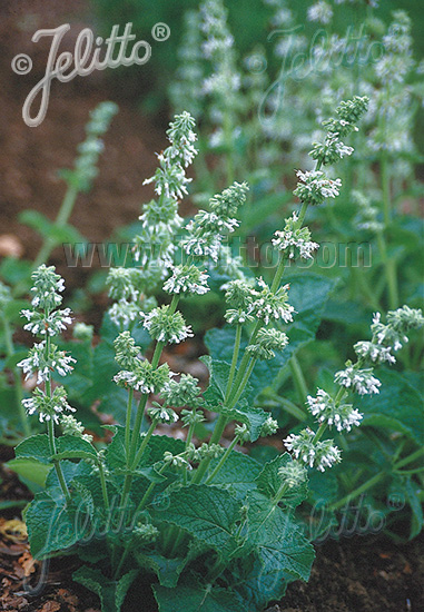 Salvia verticillata ´ Alba´