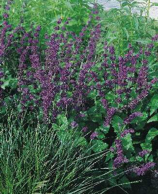 Salvia verticillata ´ Purple Rain´