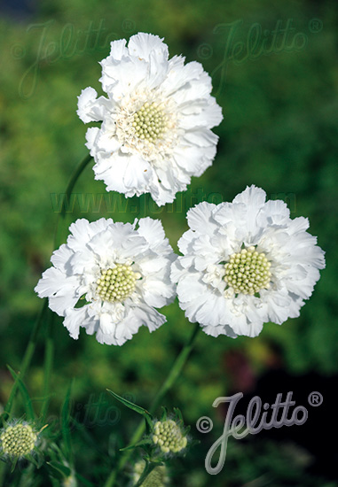 Scabiosa caucasica ´Fama White´