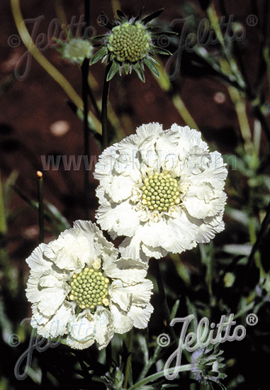 Scabiosa caucasica ´Perfecta Alba´