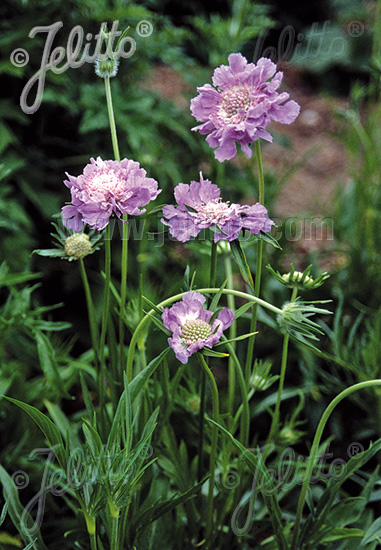 Scabiosa caucasica ´Perfecta´