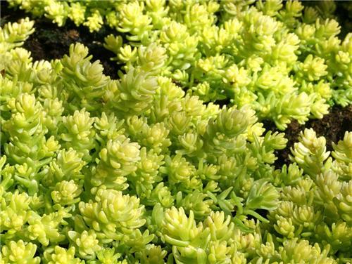 Sedum acre ´Yellow Queen´