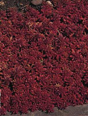 Sedum album ´Coral Carpet´