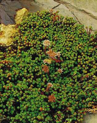 Sedum lydium