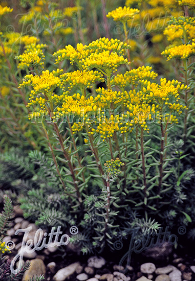 Sedum reflexum