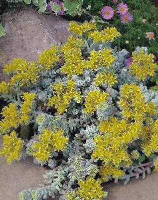 Sedum spathulifolium ´Cape Blanco´