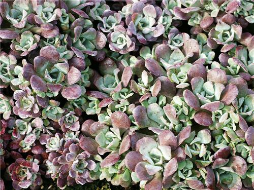 Sedum spathulifolium ´Purpureum´