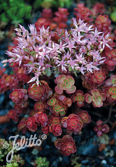 Sedum spurium var. coccineum
