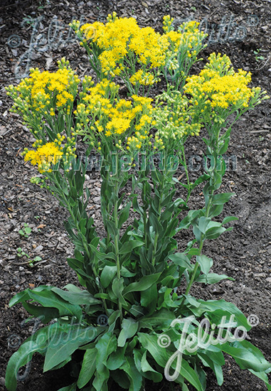 Solidago Golden Rockets Solidago rigida ssp. humilis ´Golden Rocket´ | Školky Haupt
