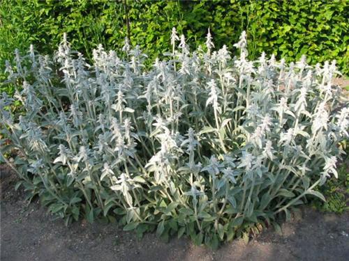 Stachys byzantina ´Silver Carpet´