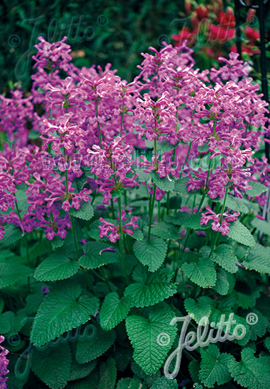 Stachys macrantha