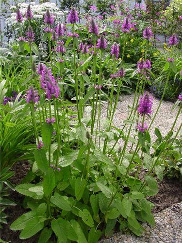 Stachys officinalis ´Hummelo´