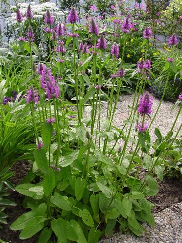 Stachys monieri ´ Hummelo´