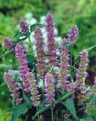 Stachys officinalis