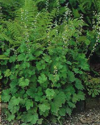 Tellima grandiflora