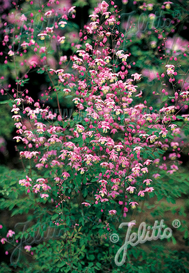 Thalictrum delavayi