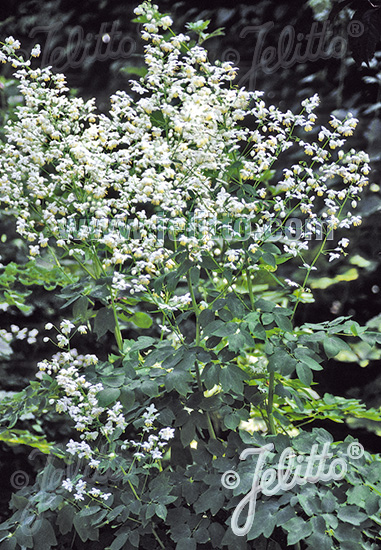 Thalictrum delavayi ´Album´