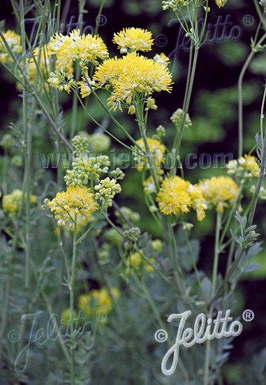 Thalictrum flavum