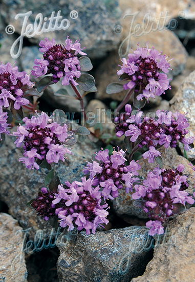 Thymus polytrichus ssp. britannicus