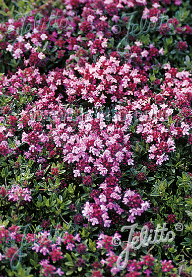 Thymus praecox ´Magic Carpet´