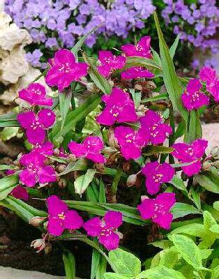 Tradescantia x andersoniana ´Karminglut´