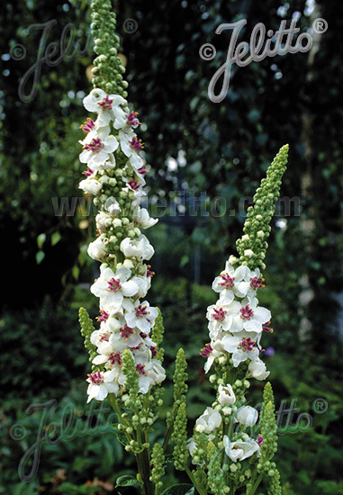 Verbascum chaixii