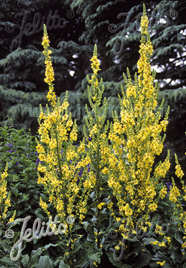 Verbascum chaixii ´Sixteen Candles´