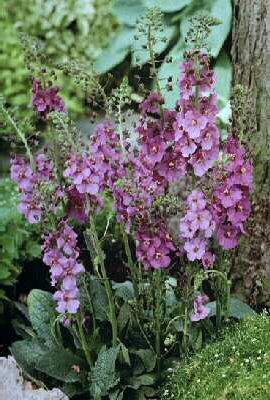 Verbascum phoeniceum