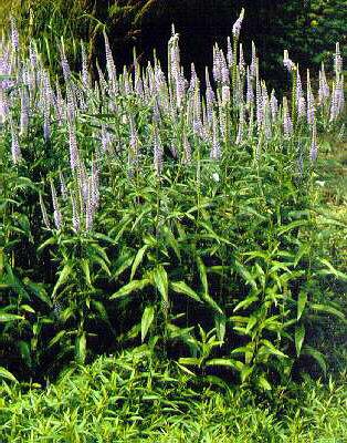 Veronica longifolia