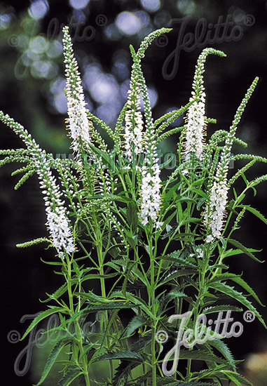 Veronica longifolia ´Alba´