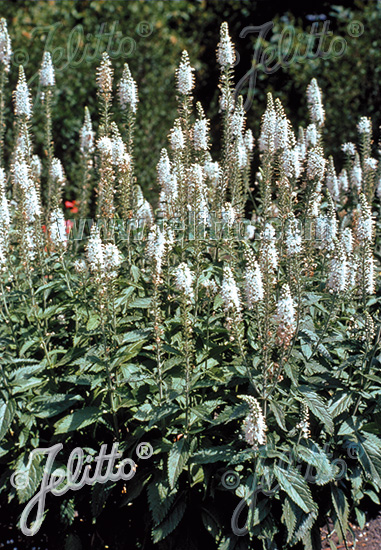 Veronica spicata ´Alba´