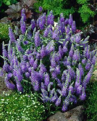 Veronica spicata ´Nana Blauteppich´