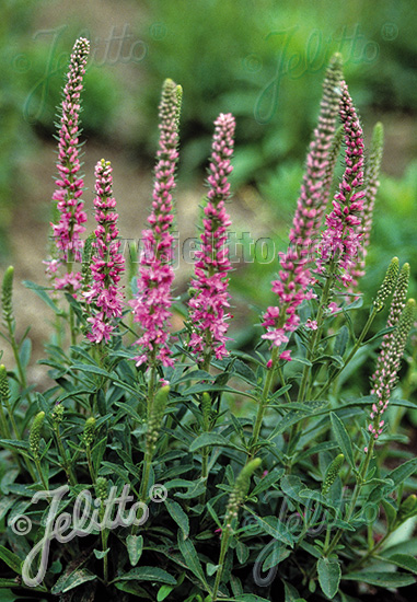 Veronica spicata ´Pink Goblin´