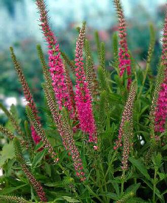 Veronica spicata ´Rotfuchs´