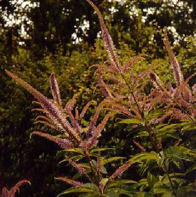 Veronicastrum virginicum ´Pink Glow´