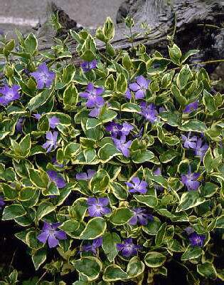 Vinca major ´Variegata´