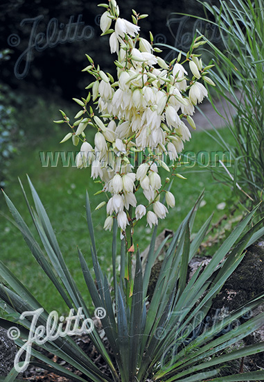 Yucca filamentosa