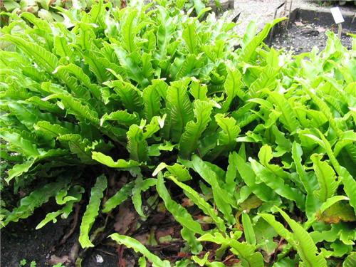 Asplenium scolopendrium