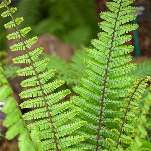 Dryopteris wallichiana