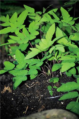 Osmunda regalis ´Purpurascens´