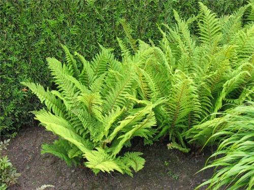 Polystichum setiferum ´Herrenhausen´