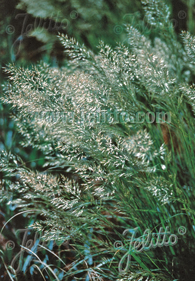 Achnatherum calamagrostis