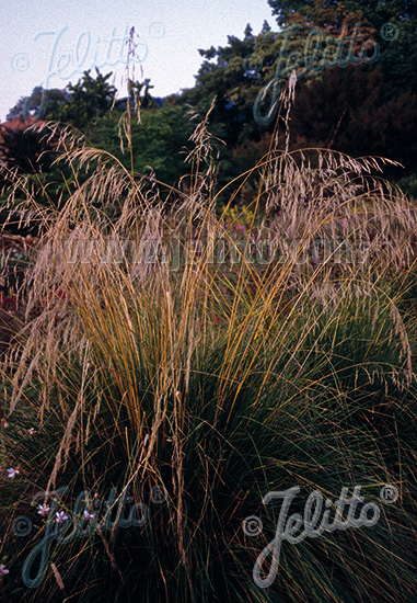 Achnatherum splendens